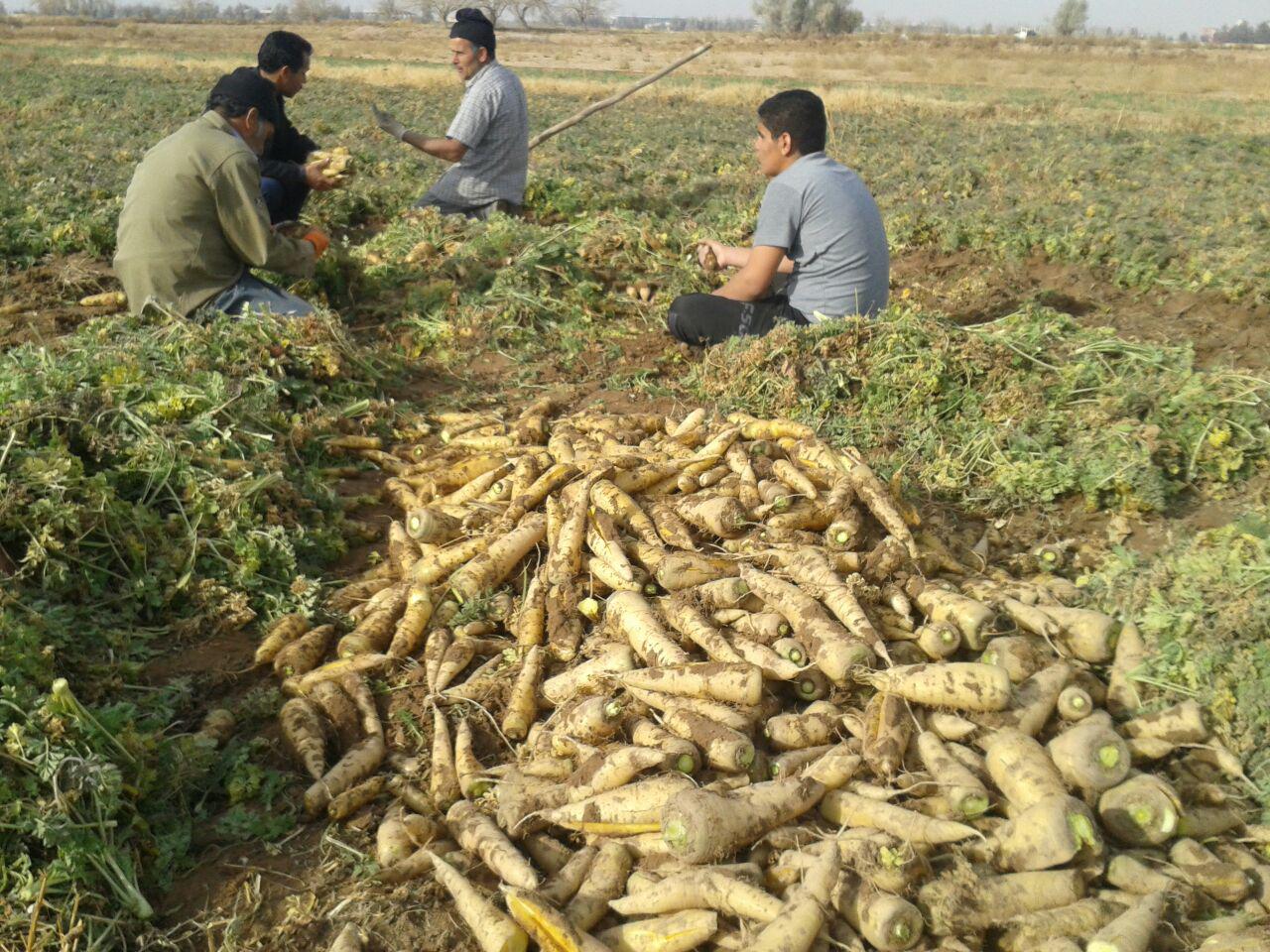 برداشت زردک از مزارع حسن آباد و حاجی آباد شهرستان اشکذر آغاز شد