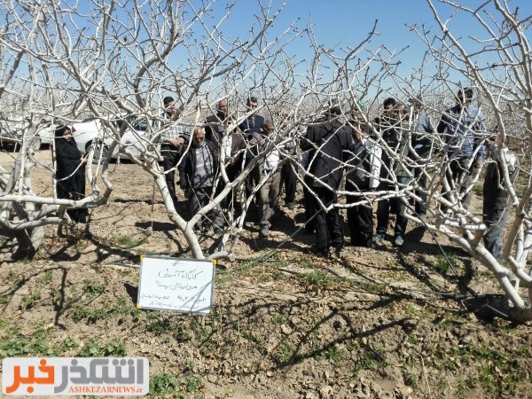 کارگاه آموزشی  هرس درختان پسته برگزار شد