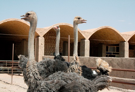 زنجیره تولید و پرورش  پرنده شتر مرغ در شهرستان اشکذر