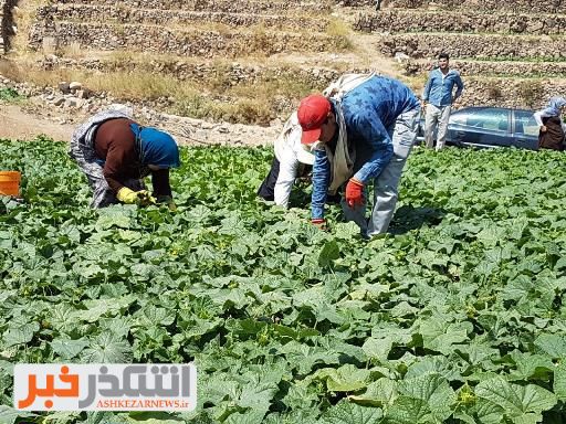 برداشت خیار سبز برای دومین بار در سال زراعی از مزارع کذاب
