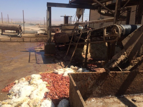 یک مجتمع كشتارگاه مرغ درشهرستان اشكذر پلمپ شد