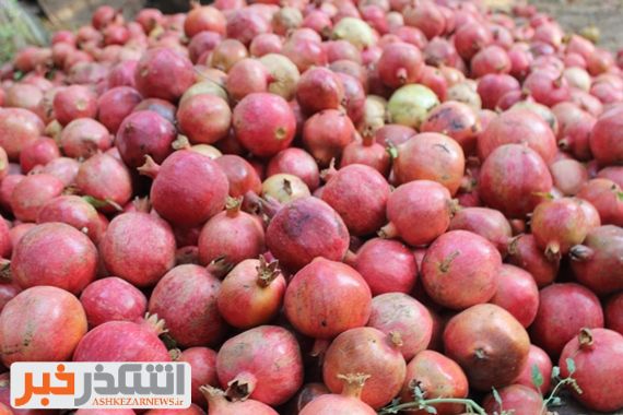 استان یزد رتبه چهارم کشور در تولید محصول انار