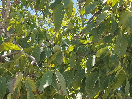 کاهش ۳۰ درصدی برداشت گردو در بخش خضرآباد