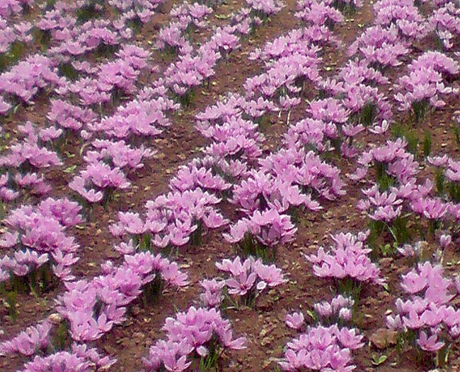 کشت 5 هکتاری زعفران در شهرستان اشکذر