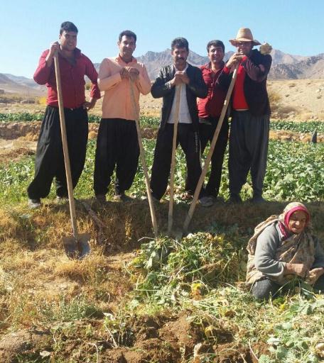 برداشت شلغم از 20 هکتار اراضی زیر کاشت دهستان کذاب