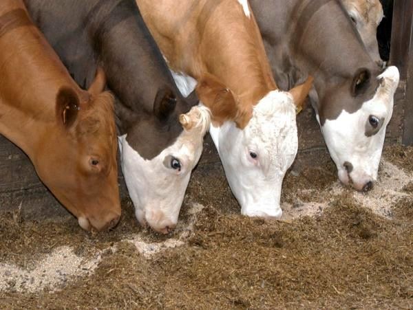 توزیع سبوس گندم بین دامداران بخش خضرآباد