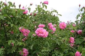 پرورش گل محمدي در روستاي شرف آباد رستاق