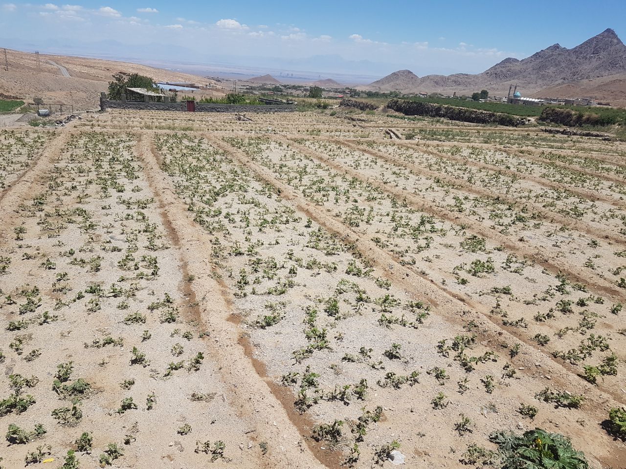 خسارت چندده ملیونی تگرگ به کشاورزان کذابی