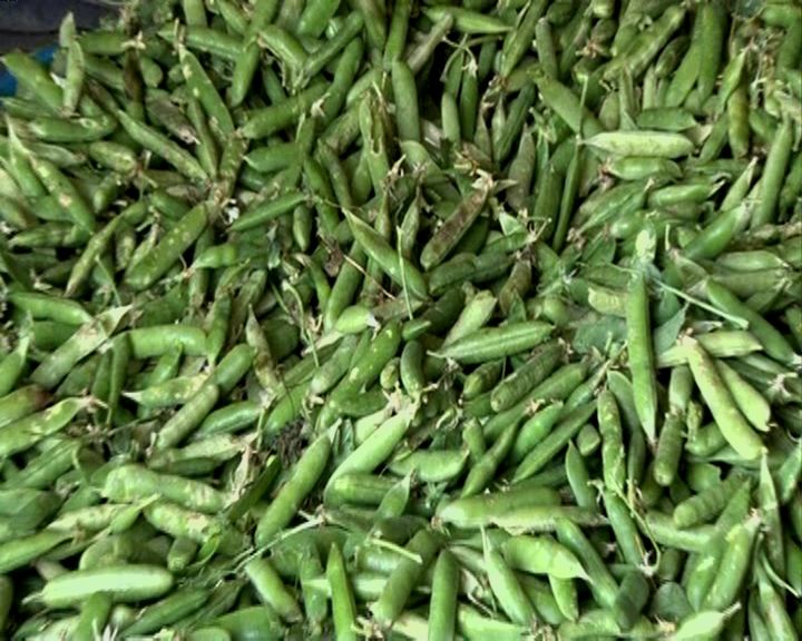 کشاورزان بخش کذاب ۲۰۰تن نخود فرنگی برداشت میکنند