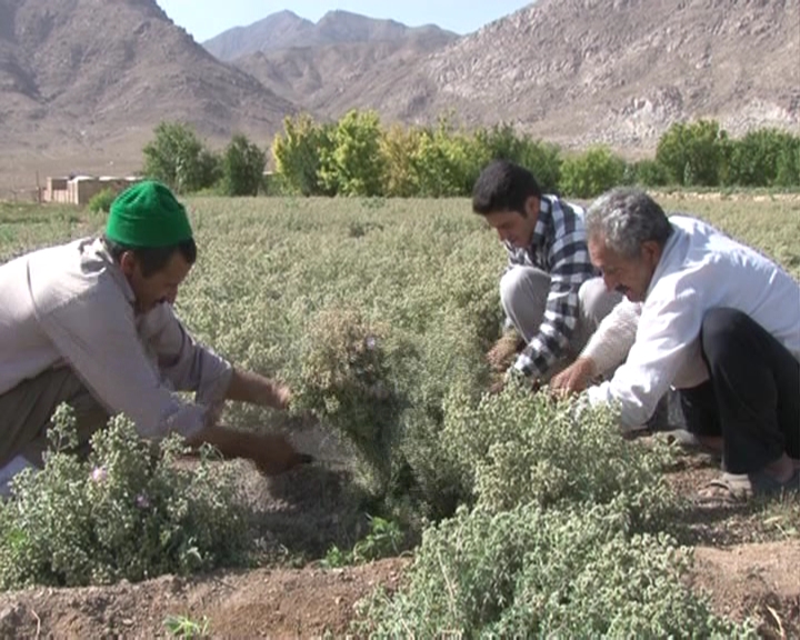 برداشت چهل تن گیاه دارویی مرزنگوش از روستاهای مختلف بخش خضرآباد آغاز شد