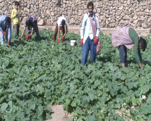 برداشت 200تن خیار سبز از روستاهای مختلف بخش خضرآباد آغاز شده است