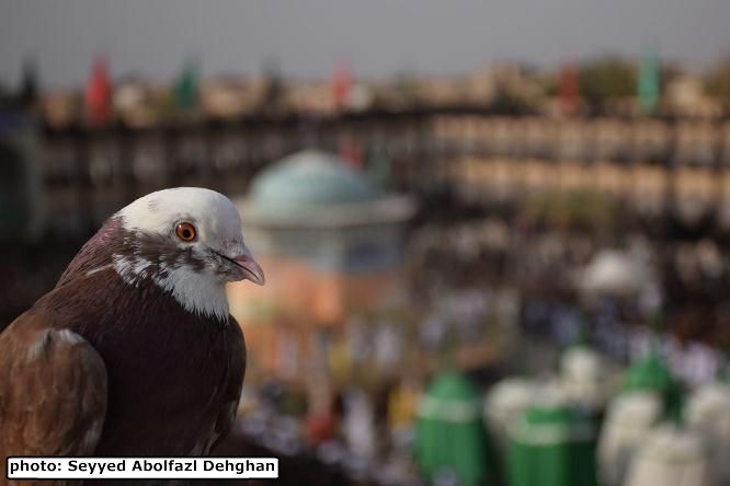 محرم اشکذر از لنز دوربین عکاسان (3)