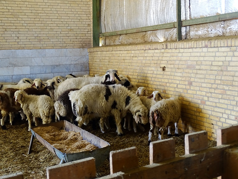 توسعه نژادهای پرتولید دام سبک در شهرستان اشکذر