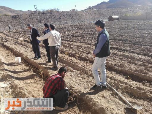کاشت همزمان گل محمدی و سیر در روستای هامانه