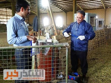اصلاح نژاد دام سبک به روش لاپاراسکوپی در شهرستان اشکذر