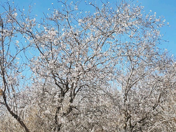 بهار در زمستان در بخش خضرآباد