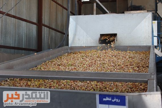 گزارش تصویری از یک کارگاه فرآوری پسته در اشکذر