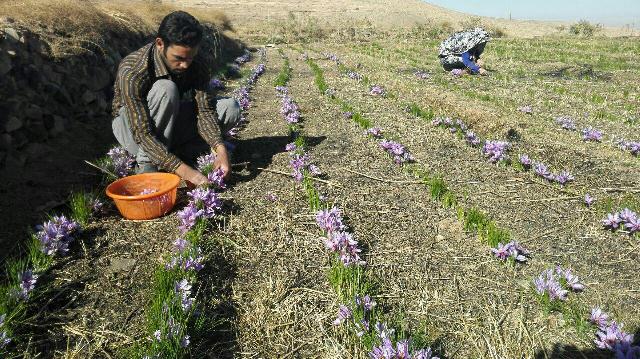 برداشت ۲۵کیلوزعفران از مزارع کزآب