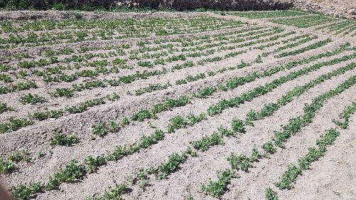 ۵ هکتار از اراضی کشاورزی بخش خضرآباد به کاشت نخود فرنگی اختصاص یافت