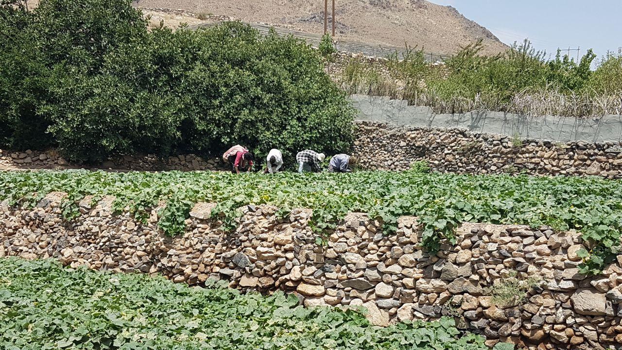 برداشت خیار سبز از مزارع دهستان کذاب برداشت خیار سبز از مزارع دهستان کذاب