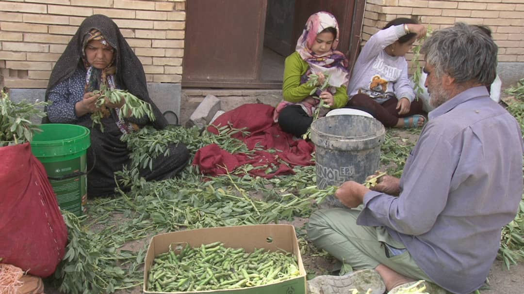کشاورزان کذابی از زمین‌های حاصل خیز خود ۲۰ تن باقلا برداشت می‌کنند