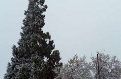 بلندقامترین موجود زنده استان یزد را دریابیم بلندقامترین موجود زنده استان یزد را دریابیم