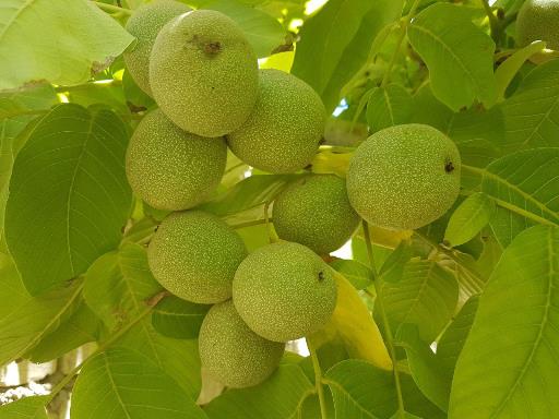 کاهش برداشت گردو در بخش خضرآباد