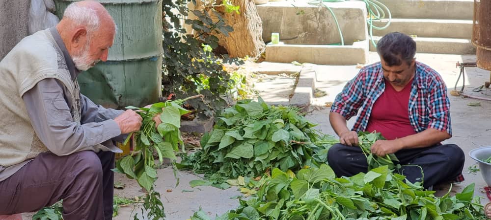 آغاز برداشت لوبیاسبز در دهستان کذاب آغاز برداشت لوبیاسبز در دهستان کذاب