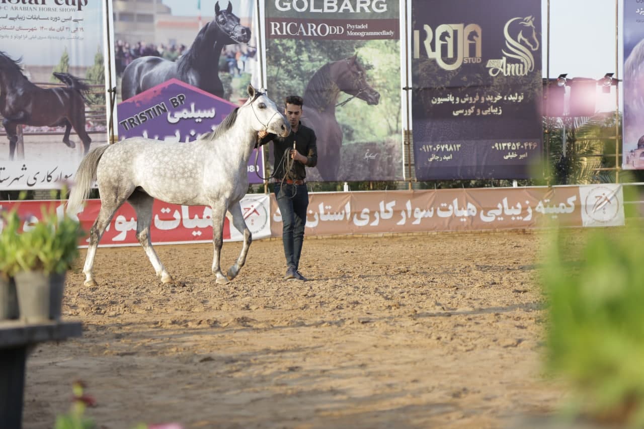 گزارش تصویری از اولین روز مسابقات زیبایی اسب جام الن استار