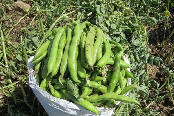 کشاورزان خضرآبادی از مزارع خود ۲۰ تن باقلا برداشت کردند