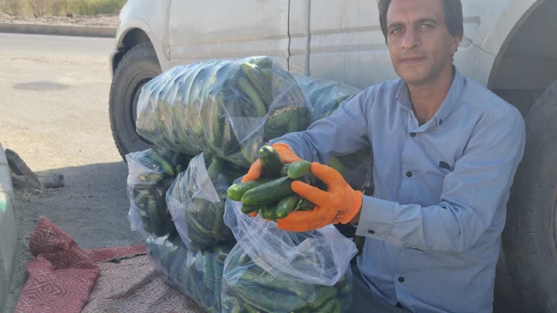 آغاز برداشت خیار سبز پاییزه در بخش خضرآباد