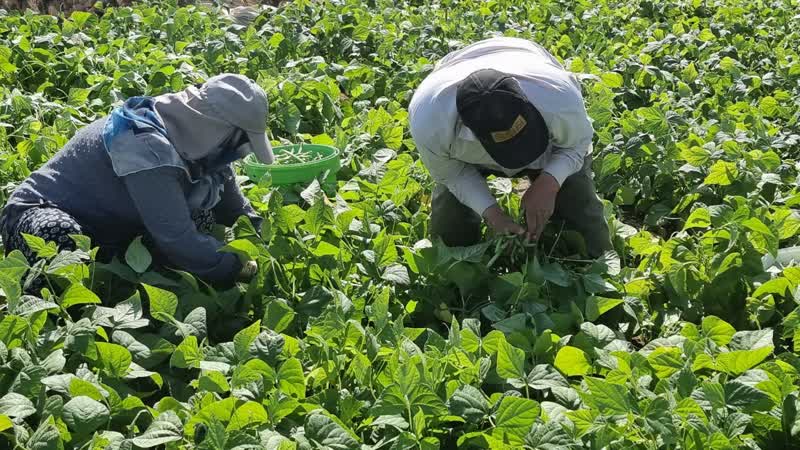 برداشت لوبیا سبز در بخش خضرآباد از اواخر مهر ماه آغاز می‌شود