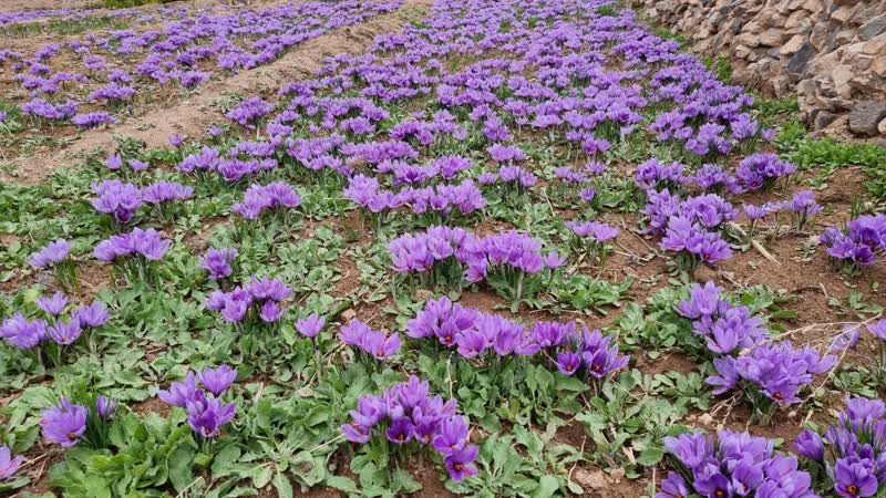 برداشت زعفران از سطح پنج هکتار از مزارع روستاهای بخش خضرآباد