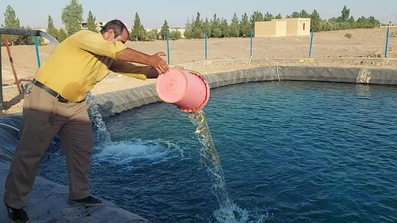 رهاسازی ماهی قزل آلا در استخر پرورش ماهی دانشگاه آزاد اسلامی واحد اشکذر