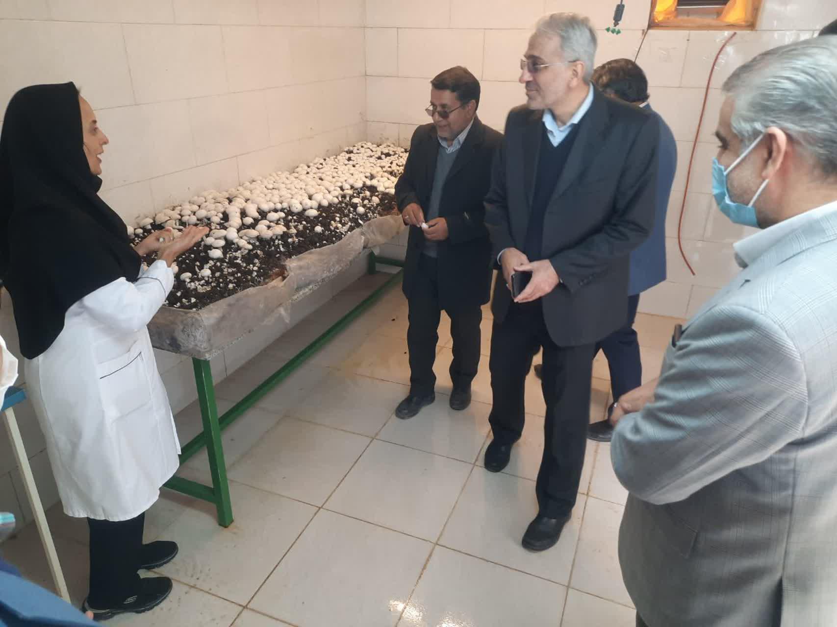 راه اندازی کارگاه پرورش قارچ در دانشگاه آزاد اسلامی واحد اشکذر
