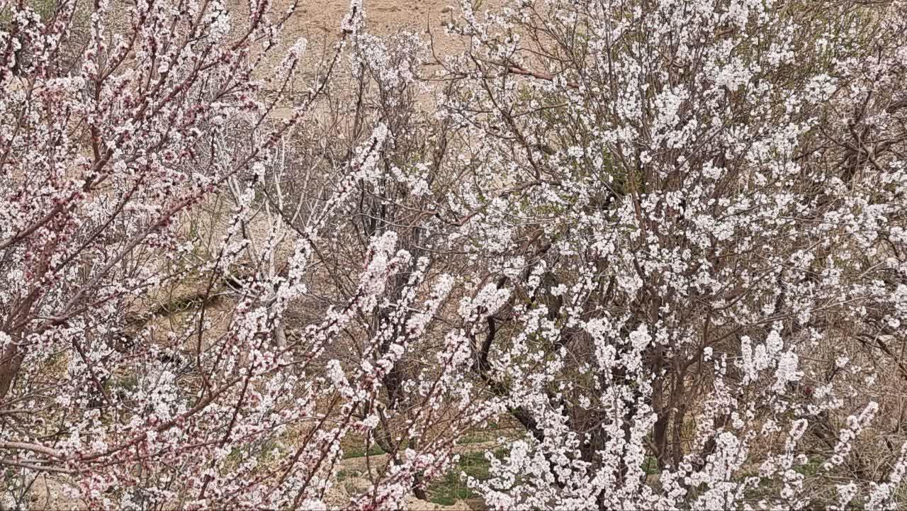 کزآب شکوفه باران شد