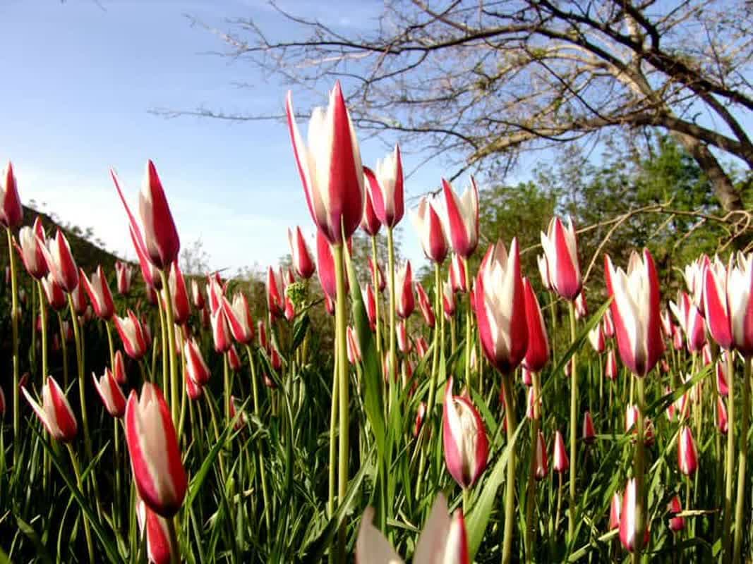 دشت لاله های خود جوش روستای ییلاقی شرب العین