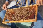 اصلاح نژاد زنبور عسل توسط یک خانواده دربرزی