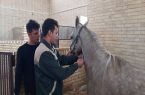 پایش سرمی بیماری مشمشه در جمعیت اسب های شهرستان اشکذر