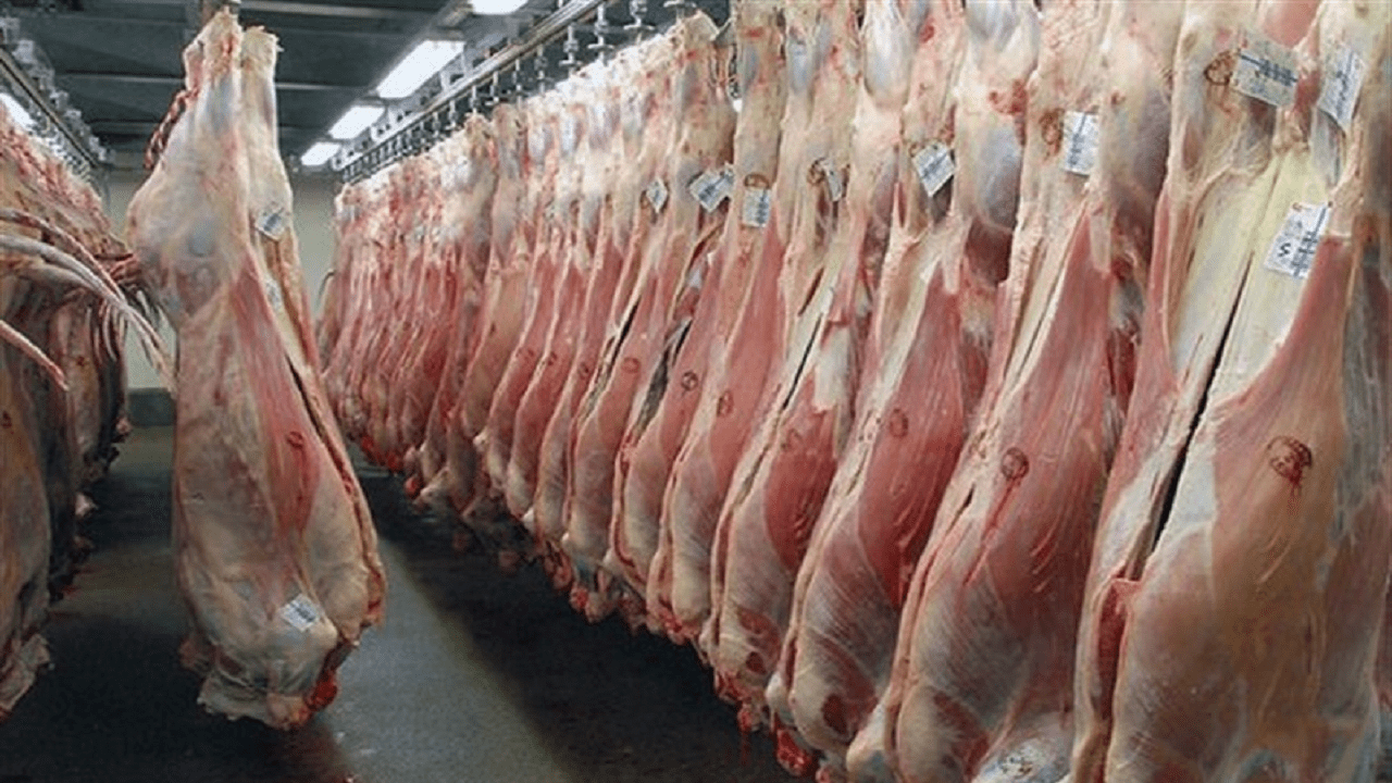 تدوام روند توزیع گوشت گرم گوسفندی وارداتی در استان یزد