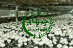 دوره آموزشی مهارتی پرورش قارچ خوراکی در شهرستان اشکذر