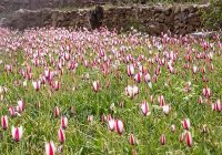 خودنمایی گل های لاله در روستای شرب العین