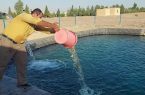 رها سازی ۲ هزار قطعه بچه ماهی تیلاپیا در دانشگاه آزاد اسلامی اشکذر