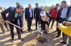 غرس ۱۰۰ اصله نهال زیتون و توزیع ۲۰۰۰ نهال رایگان به مناسبت روز درختکاری در اشکذر