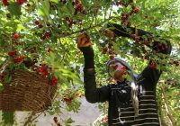 برداشت ۱۲ تن گیلاس از باغات خضرآباد / ارقام متنوع و بازارهای گسترده