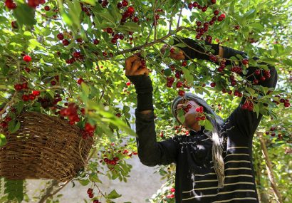 برداشت ۱۲ تن گیلاس از باغات خضرآباد / ارقام متنوع و بازارهای گسترده