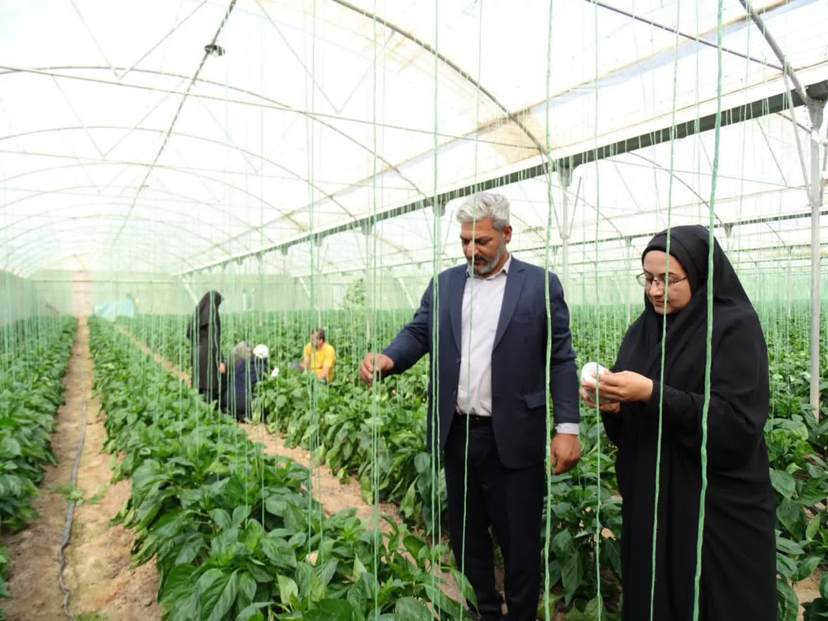 رهاسازی عوامل زیستی، گامی به سوی کشاورزی پایدار در اشکذر