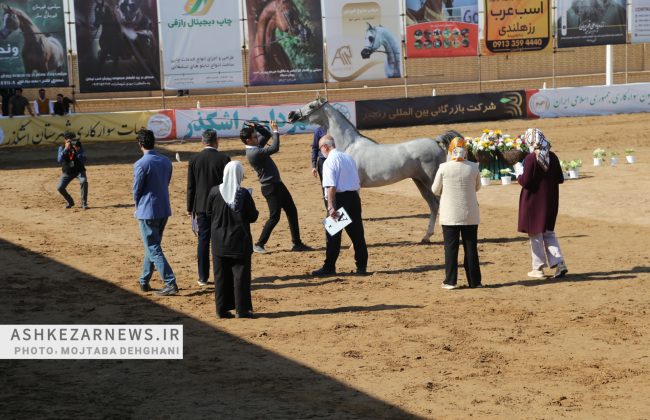 درخشش اسب‌های اصیل در مسابقات زیبایی اسب کشور به میزبانی شهرستان اشکذر +گزارش تصویری