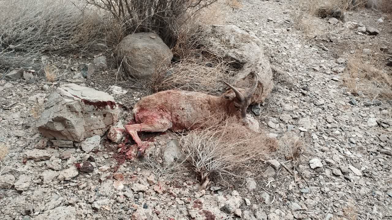 پای شکارچی متخلف قوچ وحشی به دادسرای اشکذر باز شد؛ فرار همدستان در سایه برف و باران