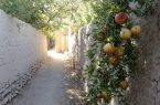 از کویر تا بالاخانه، قصه‌ی انارهایی که برای معلم‌ها کاشته شدند